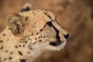 gray cheetah, hartbeespoort, africa