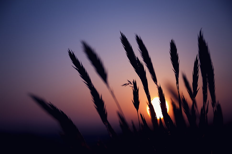silhouette of wheat at golden hour HD wallpaper