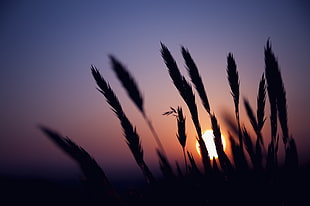 silhouette of wheat at golden hour