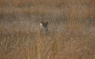 Lioness,  Field,  Grass,  Hunting HD wallpaper