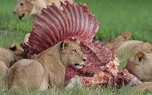 two lioness in front of animal meat on top of grass field