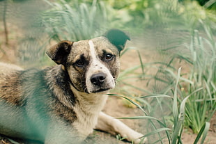 short-coated black and white dog beside green grass at daytime