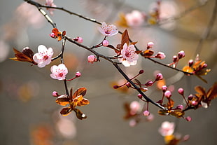 pink cherry blossoms, macro, blossoms HD wallpaper