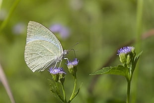 photography of purple petaled flower with gray butterfly, mottled emigrant