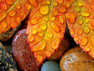 close-up photo of red leaves with droplets of water