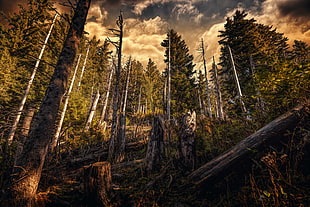 brown and black tree painting, forest, plants, trees, HDR
