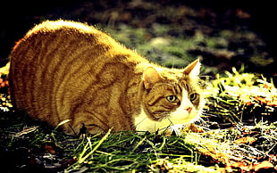 brown cat lying in grass HD wallpaper
