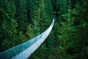 landscape photography of bridge near Fir trees, capilano suspension bridge HD wallpaper