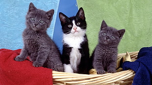 short-coated black-white and two gray kittens