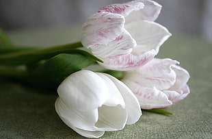 white Tulips closeup photography HD wallpaper