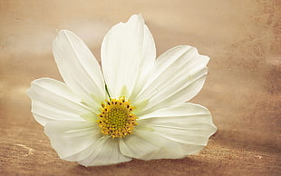 white Daisy flower HD wallpaper