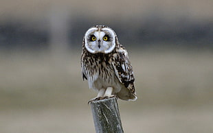 white and brown owl, owl, birds, animals