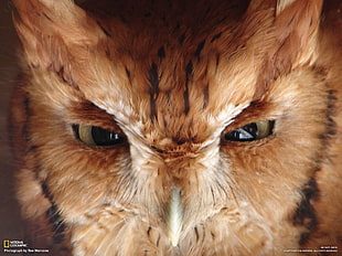 brown owl, owl, eyes, animals, birds