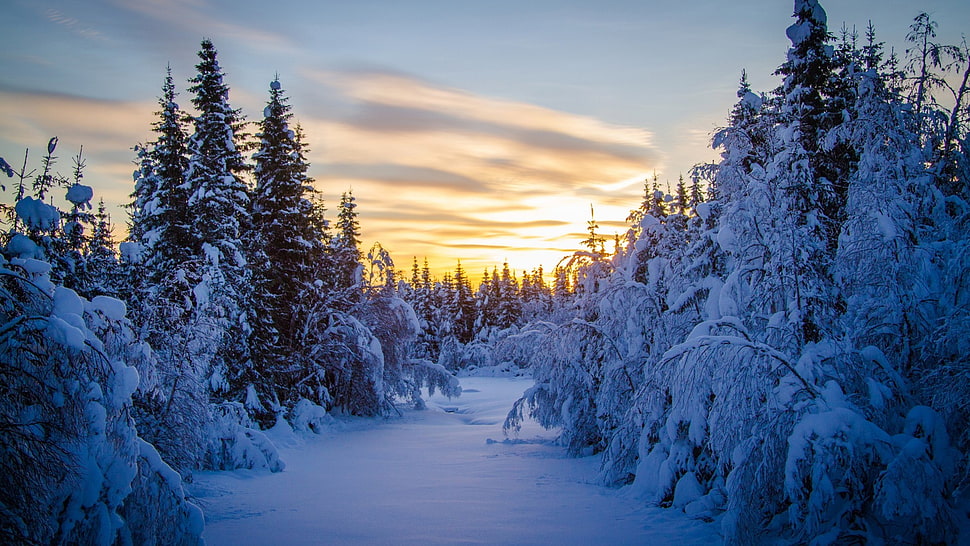 green pine trees, landscape, snow, winter, forest HD wallpaper