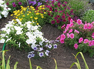white, purple, and pink flowers