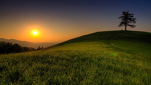 photography of green grass field during sun rise