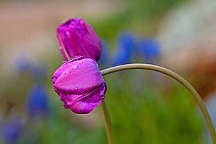 selective-focus photo of bending purple tulips