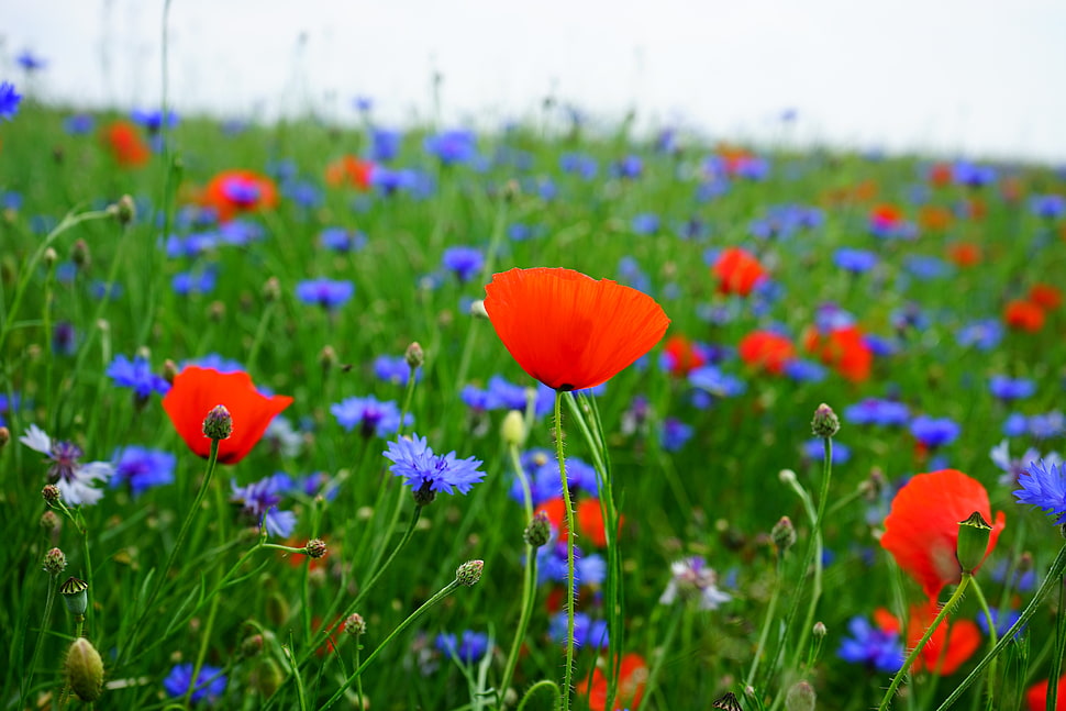 red and green grasses with flowers HD wallpaper