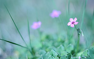 selective focus photography of pink petaled flower HD wallpaper