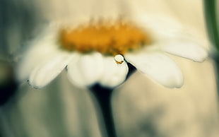 closeup photography of white petaled flower and tear drop water HD wallpaper