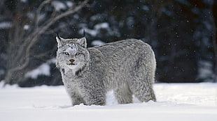 gray wolf standing on snow during daytime