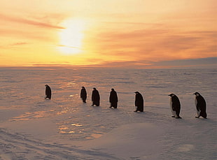 seven white-and-black penguins on ice during sunset