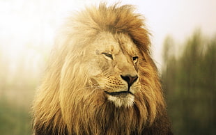 selective focus photography of lion