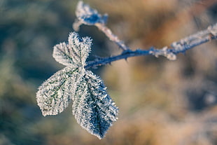 snow covered leaf, Branch, Leaves, Frost