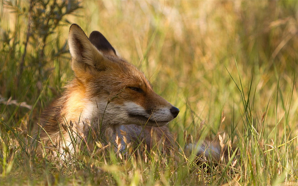 brown wolf in grass HD wallpaper
