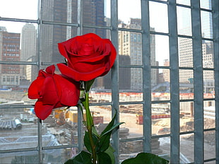 close up photo of red Roses