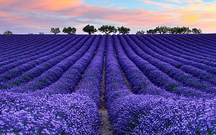 lavender meadow, nature, colorful, photography, lavender