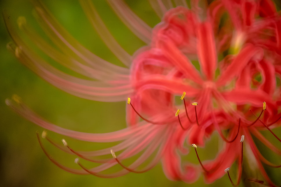 closeup photo of Spider Lily flower HD wallpaper