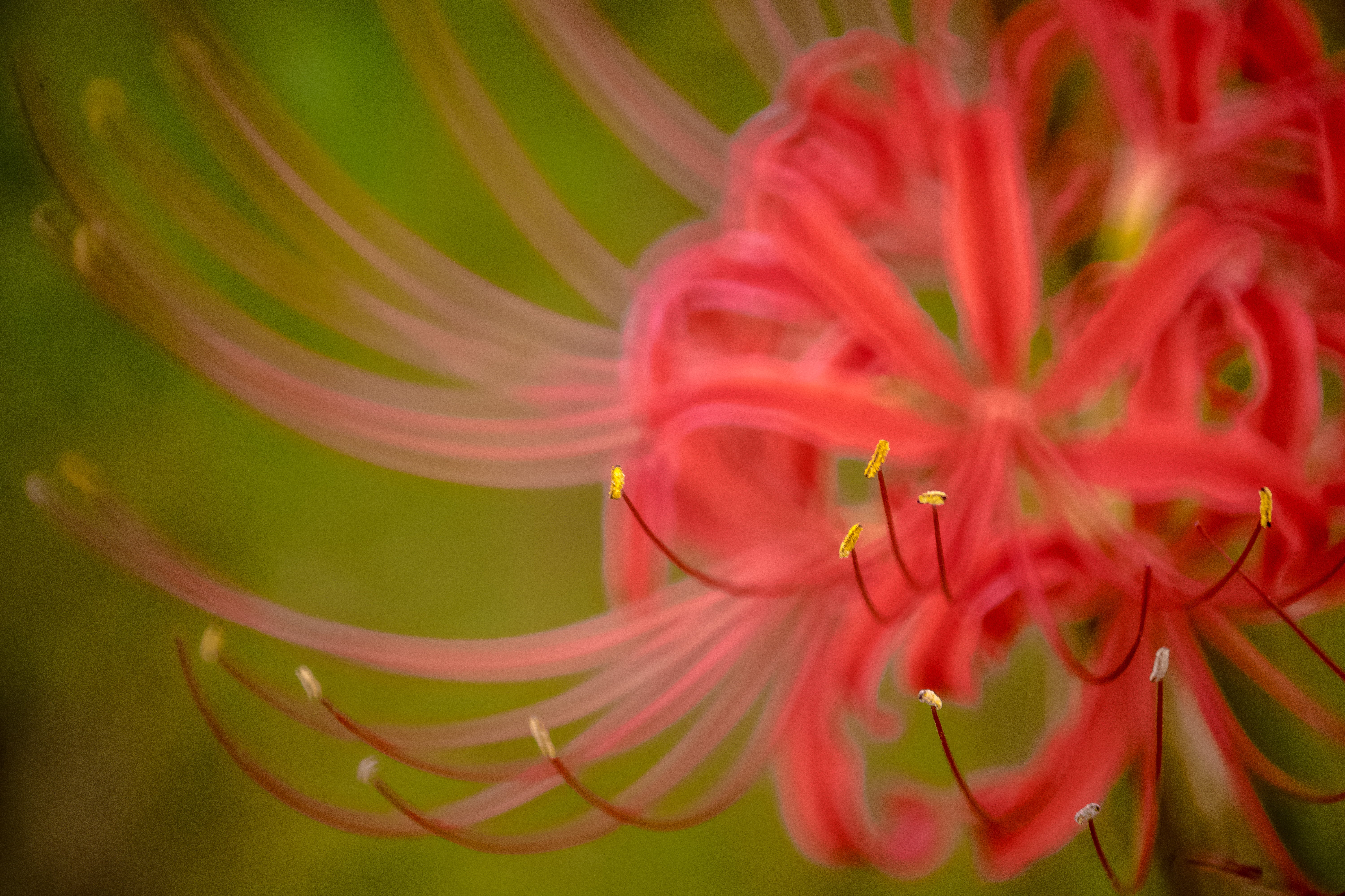 closeup photo of Spider Lily flower