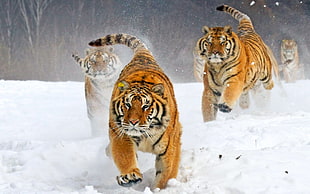 four tiger running on snow during winter season