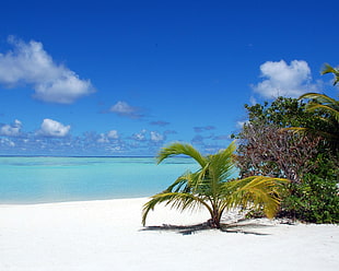 coconut tree, sea, palm trees, beach HD wallpaper