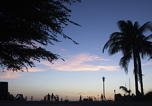 coconut tree, landscape, sunset, clouds, backlighting