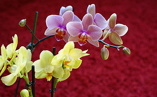 purple and yellow moth orchids closeup photography