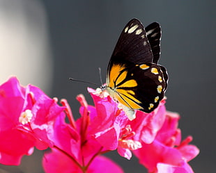 black and yellow butterfly on red flower close up photo, bali, java, java HD wallpaper