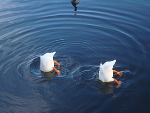 two white ducks submerged in water