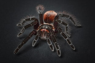 photography of black tarantula