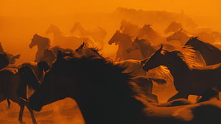 herd of brown horse, nature, horse, animals