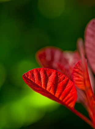 selective focus of leaf during daytime HD wallpaper