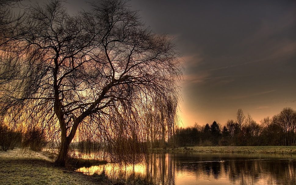 photo of a tree during sunset HD wallpaper