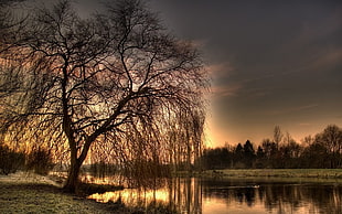 photo of a tree during sunset