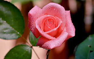 red rose with water droplets HD wallpaper