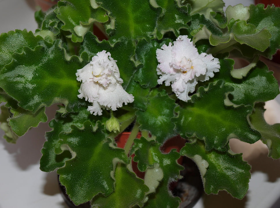 white flower with green leaves HD wallpaper
