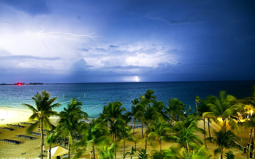 green coconut trees, nature, landscape, clouds, lightning HD wallpaper
