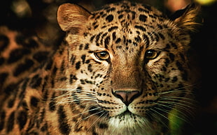 leopard HD wallpaper