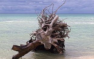 brown driftwood near beach