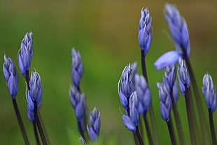 lavender in macro shot photography HD wallpaper